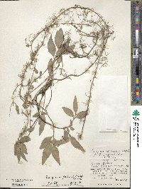 Euonymus fortunei image