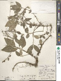 Euonymus fortunei image