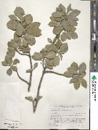 Euonymus fortunei image