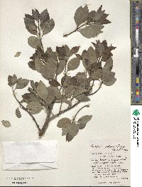 Euonymus fortunei image