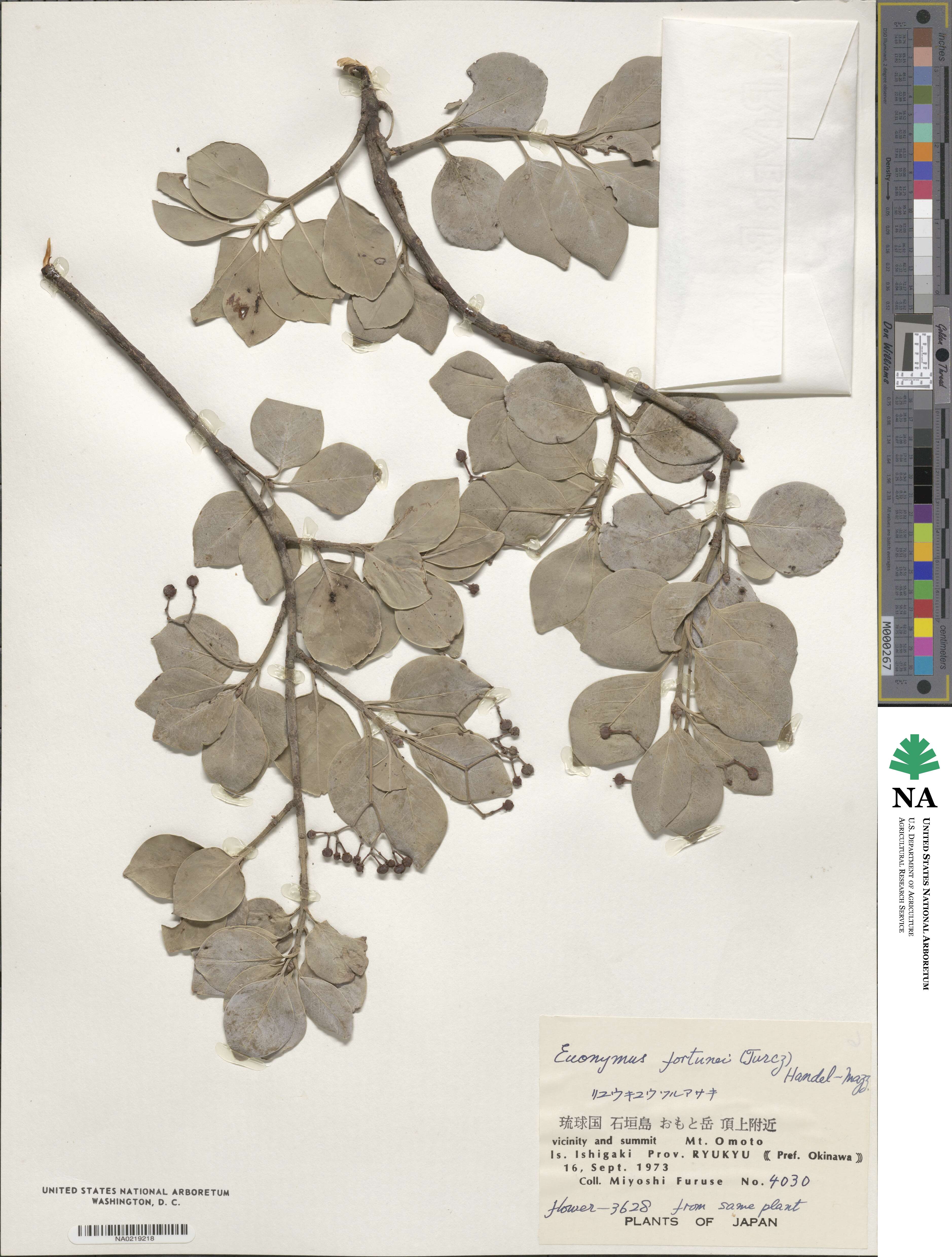 Euonymus fortunei var. radicans image