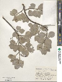 Euonymus fortunei var. radicans image