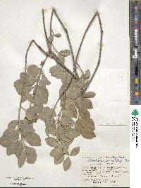 Euonymus fortunei var. radicans image