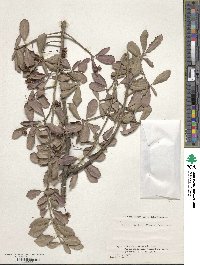 Euonymus fortunei image