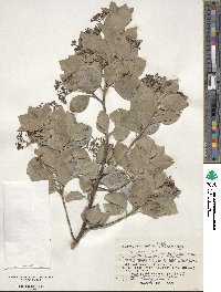 Euonymus fortunei var. radicans image