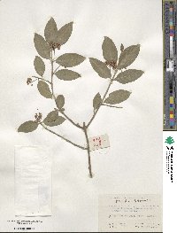 Euonymus fortunei var. radicans image