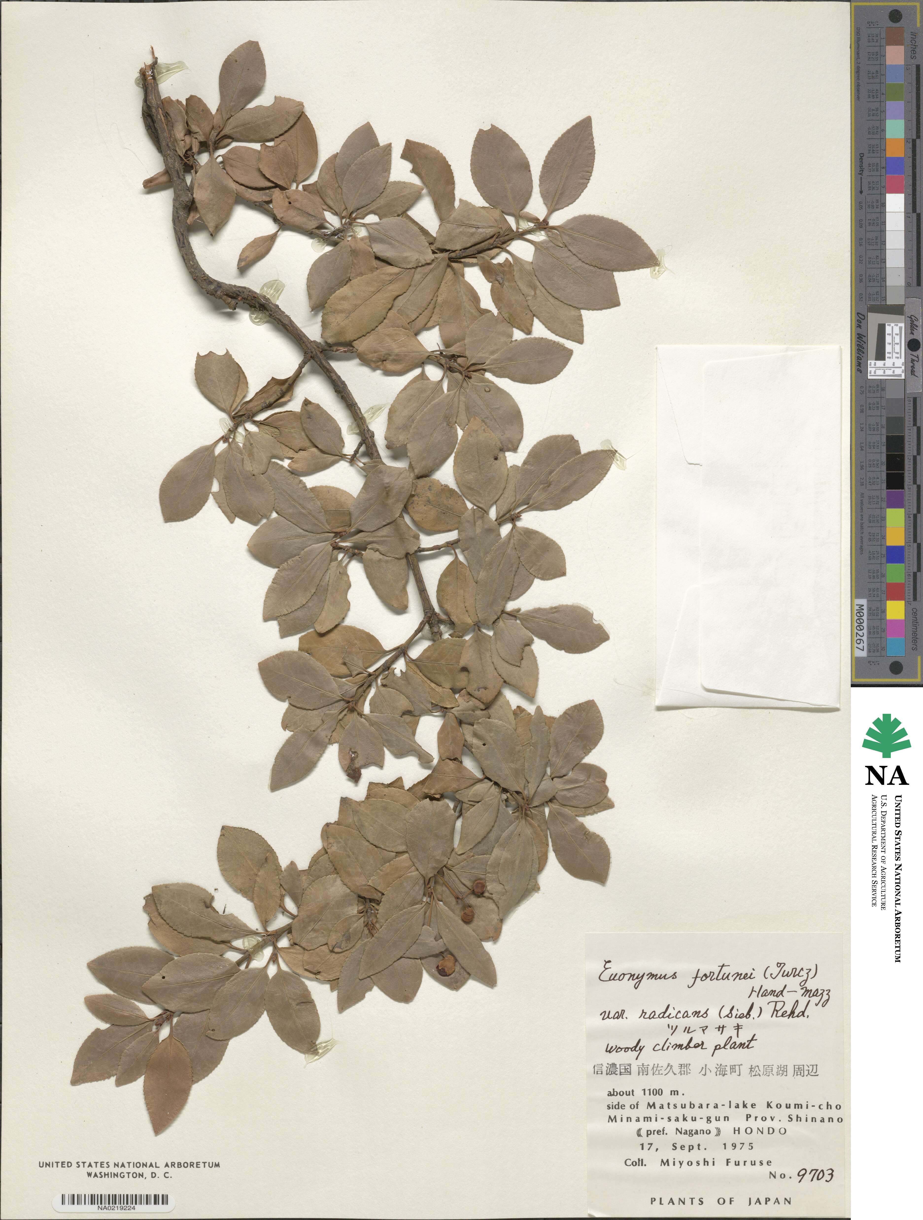 Euonymus fortunei var. radicans image