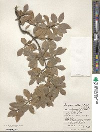 Euonymus fortunei image