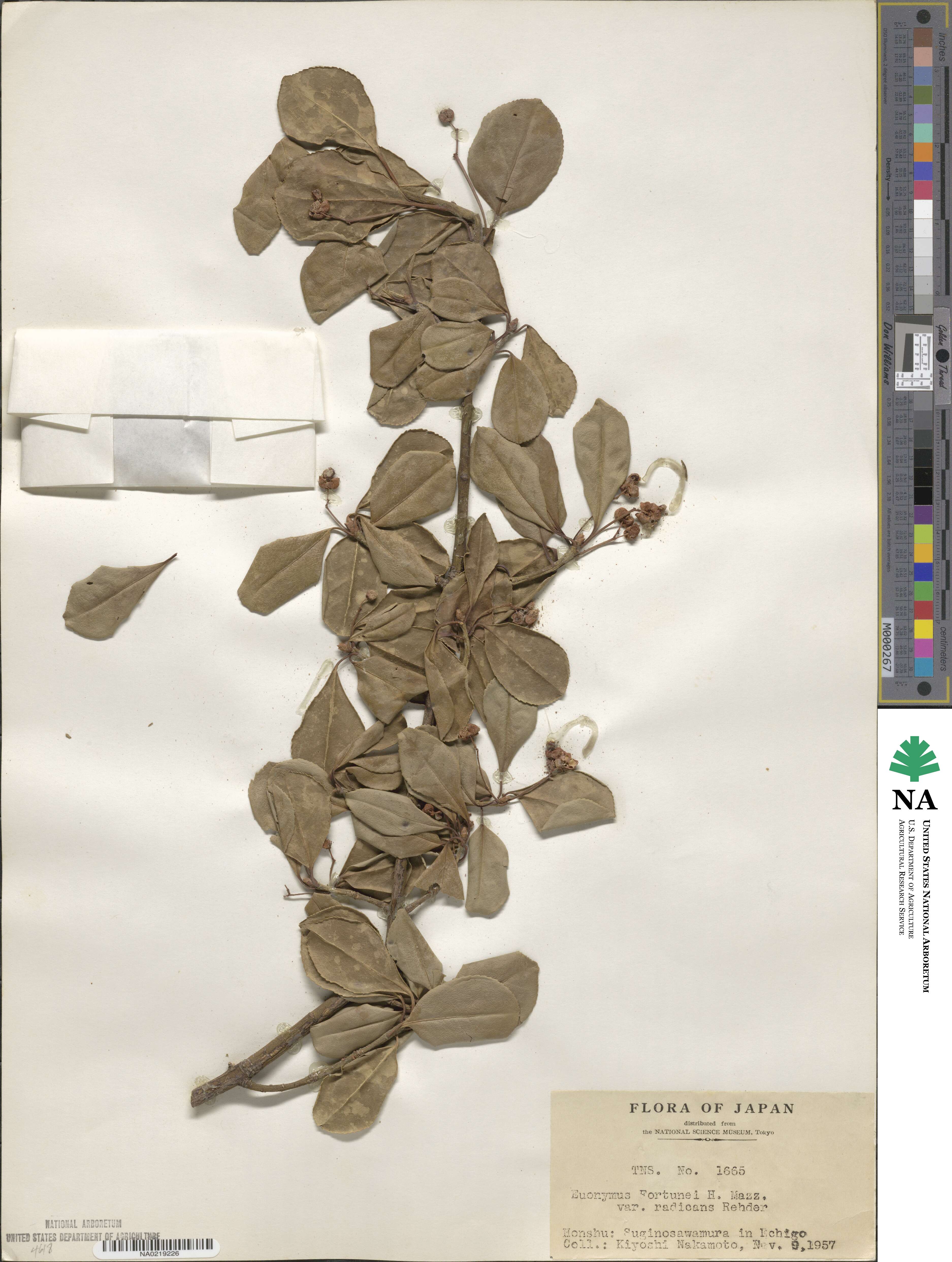 Euonymus fortunei var. radicans image