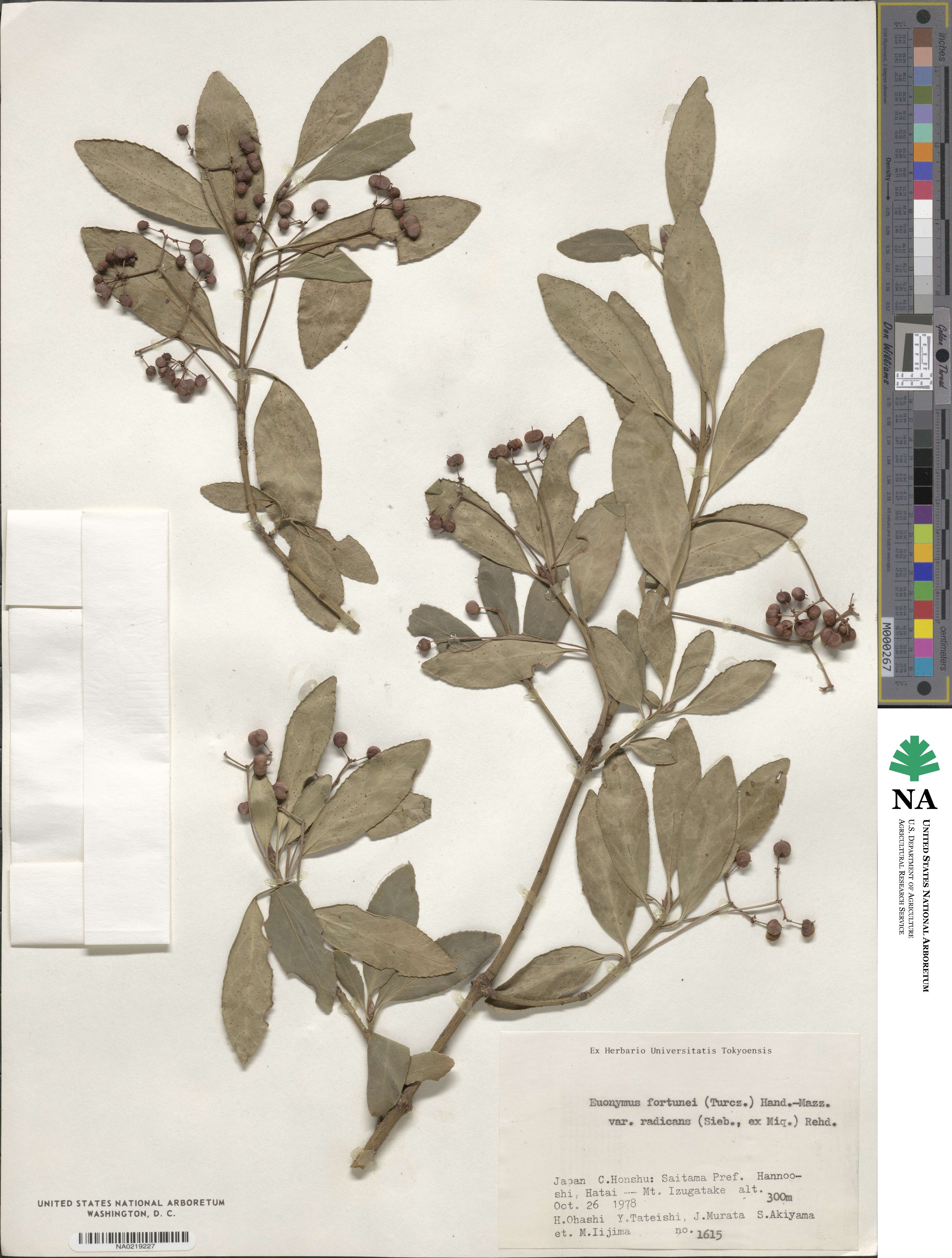 Euonymus fortunei var. radicans image