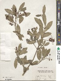 Euonymus fortunei var. radicans image