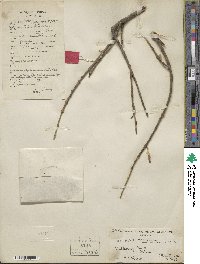 Euonymus fortunei var. radicans image