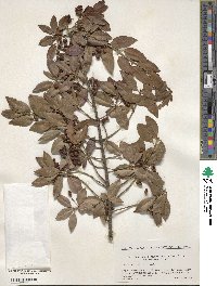 Euonymus fortunei var. radicans image