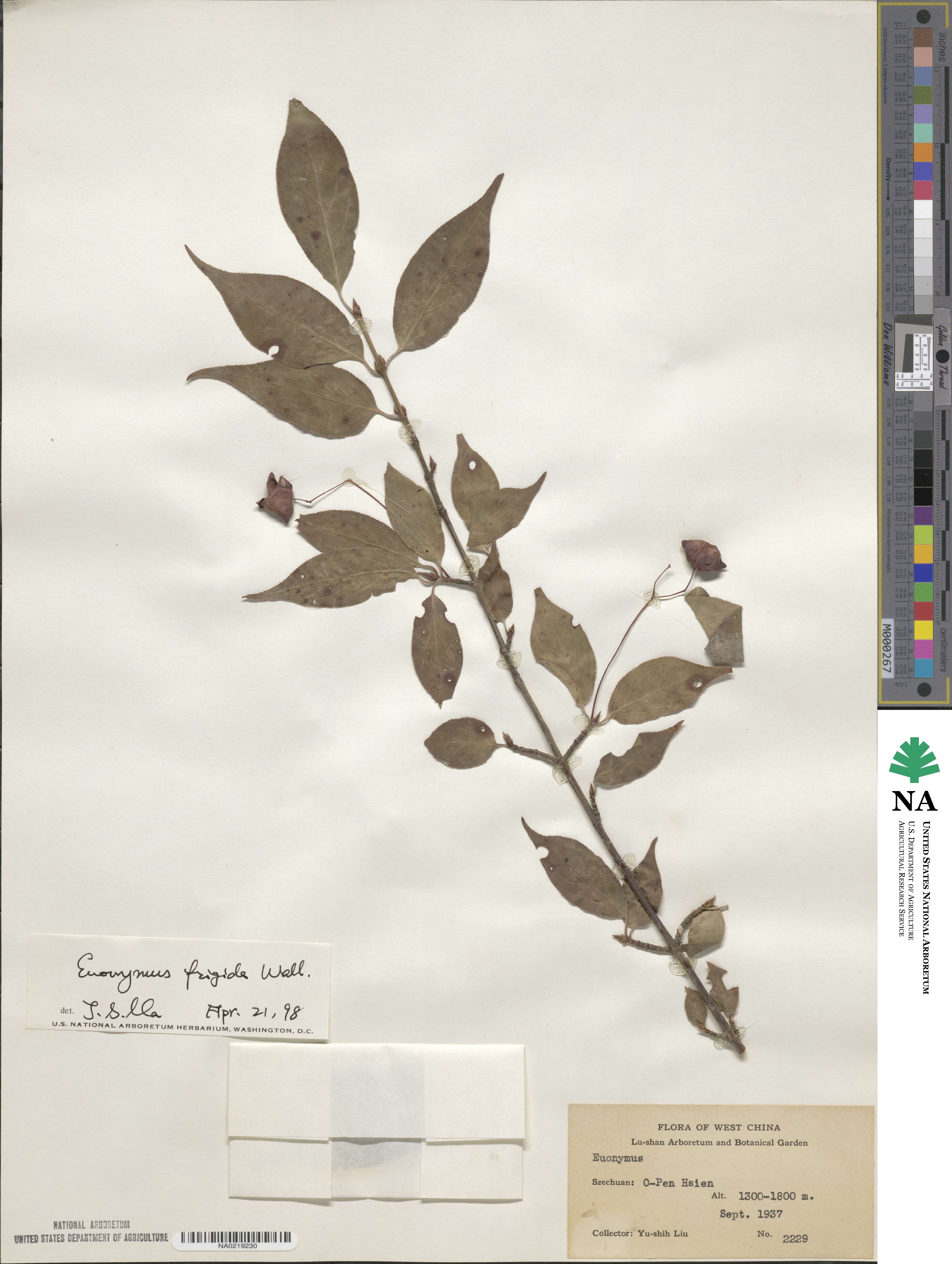 Euonymus frigidus image