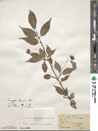 Euonymus frigidus image