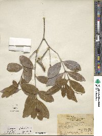 Image of Euonymus gibber