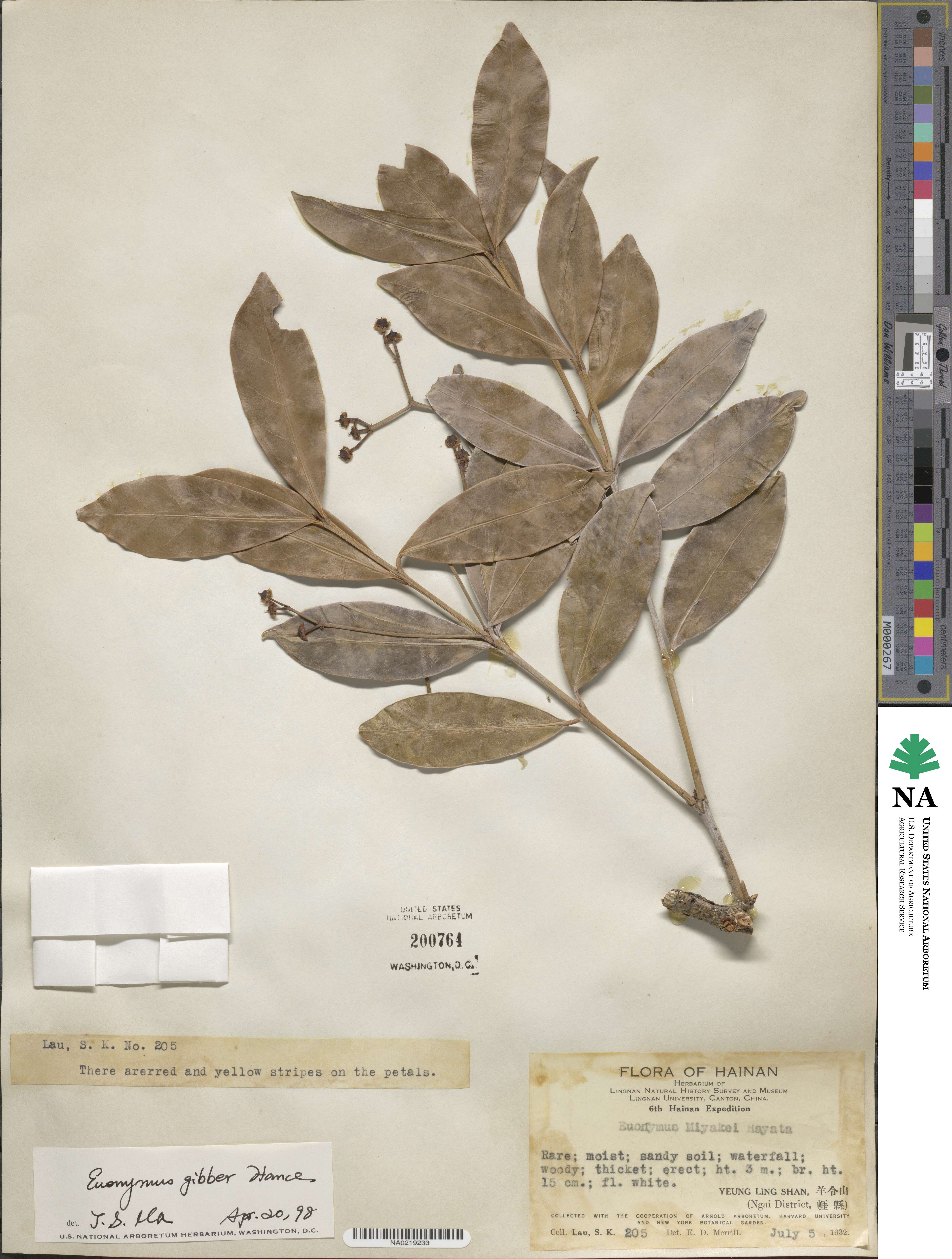 Euonymus gibber image