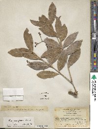 Euonymus gibber image