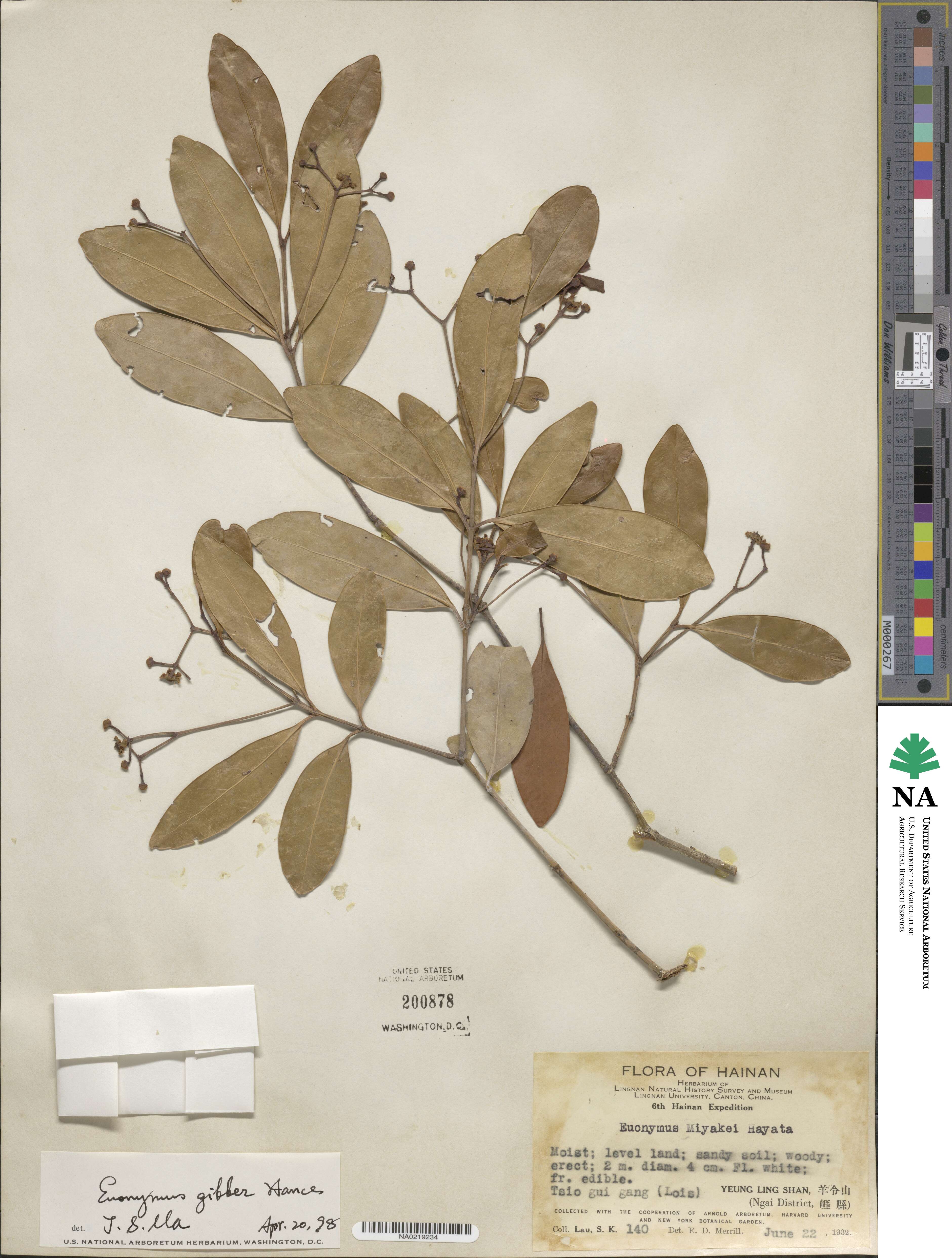 Euonymus gibber image