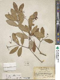 Euonymus gibber image