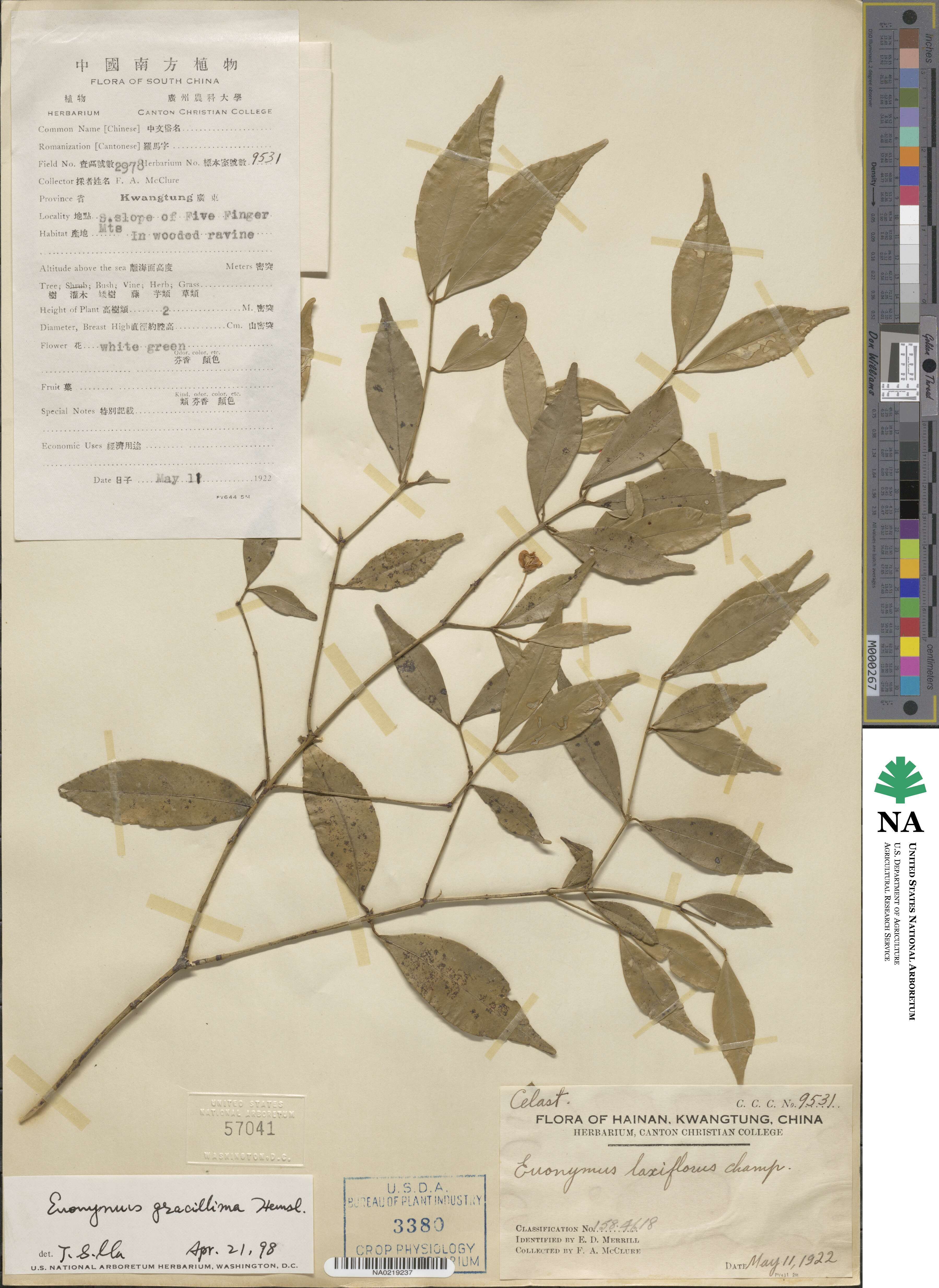 Euonymus gracillimus image