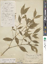 Euonymus gracillimus image