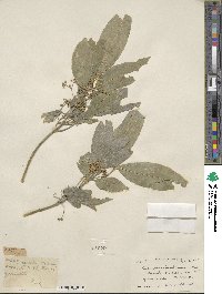 Euonymus hamiltonianus image