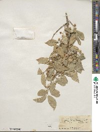 Euonymus hamiltonianus image