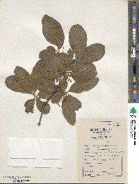 Euonymus hamiltonianus image