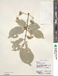 Euonymus hamiltonianus image