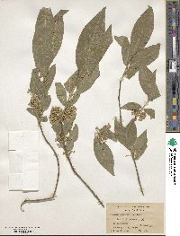 Euonymus hamiltonianus image