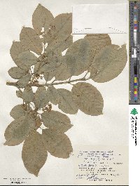 Euonymus hamiltonianus image