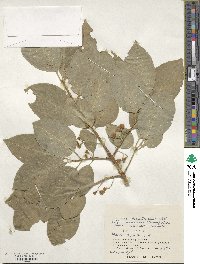 Euonymus hamiltonianus image