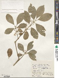 Euonymus hamiltonianus image