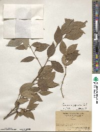 Euonymus japonicus image