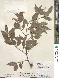 Euonymus japonicus image