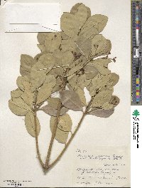 Euonymus japonicus image