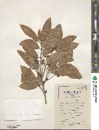 Euonymus japonicus image