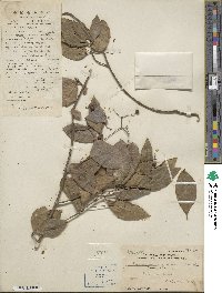 Euonymus japonicus image