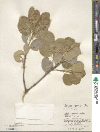 Euonymus japonicus image