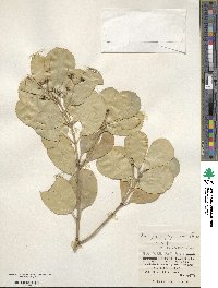 Euonymus japonicus image