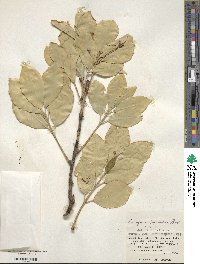 Euonymus japonicus image