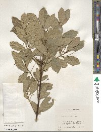 Euonymus japonicus image