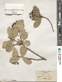 Euonymus japonicus image