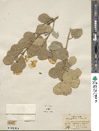 Euonymus japonicus image