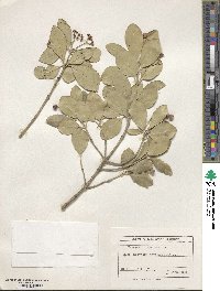 Euonymus japonicus image