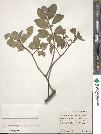 Euonymus fortunei image