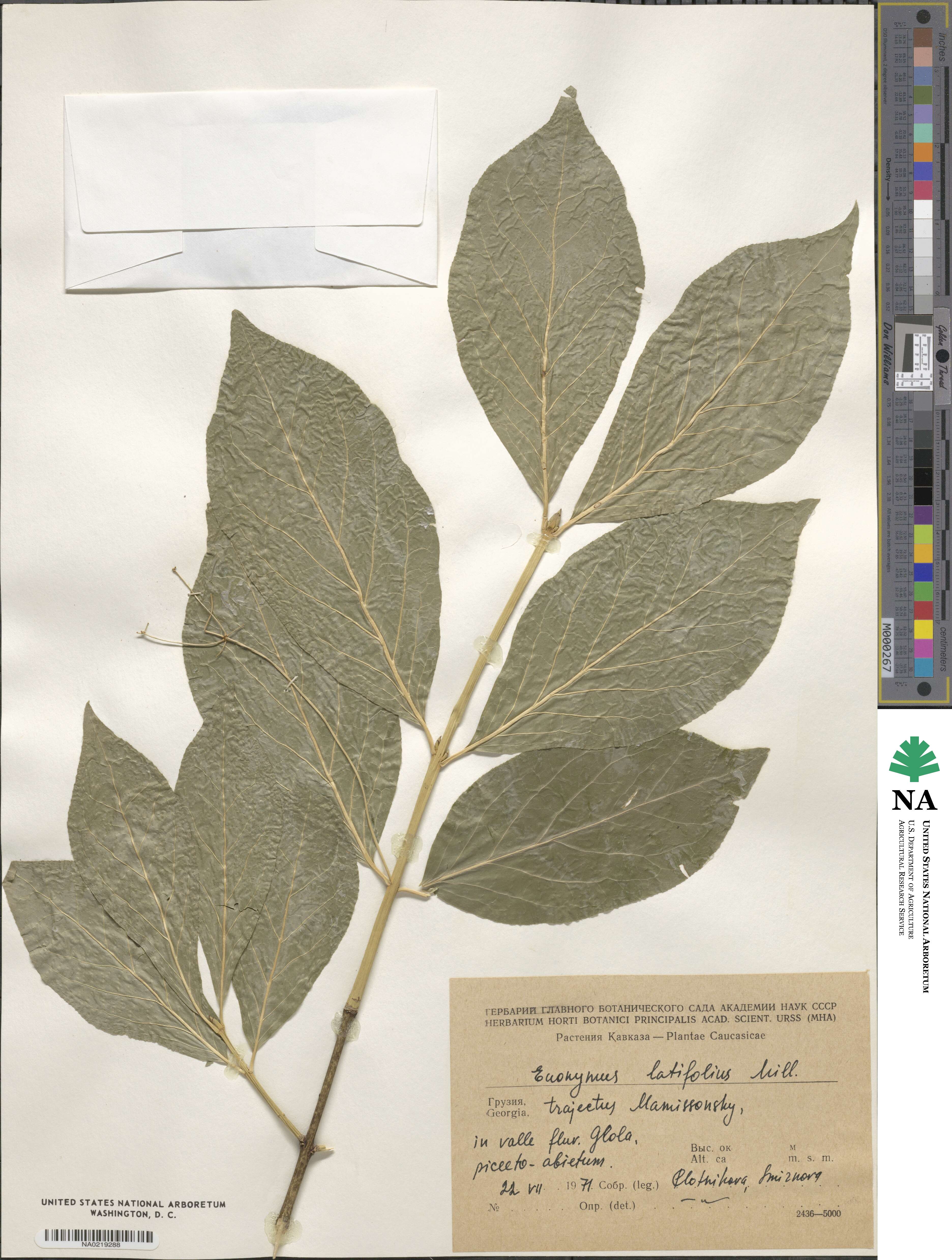 Euonymus latifolius image