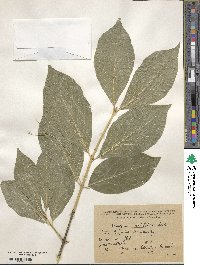 Euonymus latifolius image