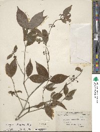 Image of Euonymus laxiflorus